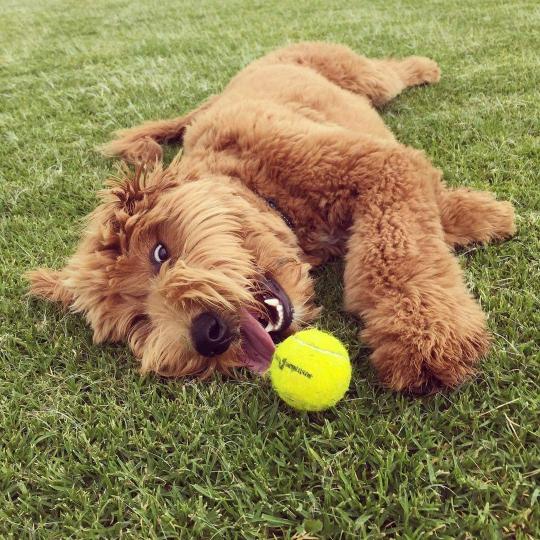A dog who loves his ball.
