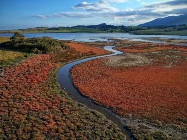 saltmarsh blue carbon