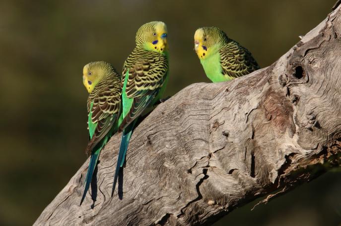 Budgerigars, Narriearra Caryapundy Swamp National Park_Courtney DaviesDPIE.jpg